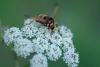 Milesia crabroniformis